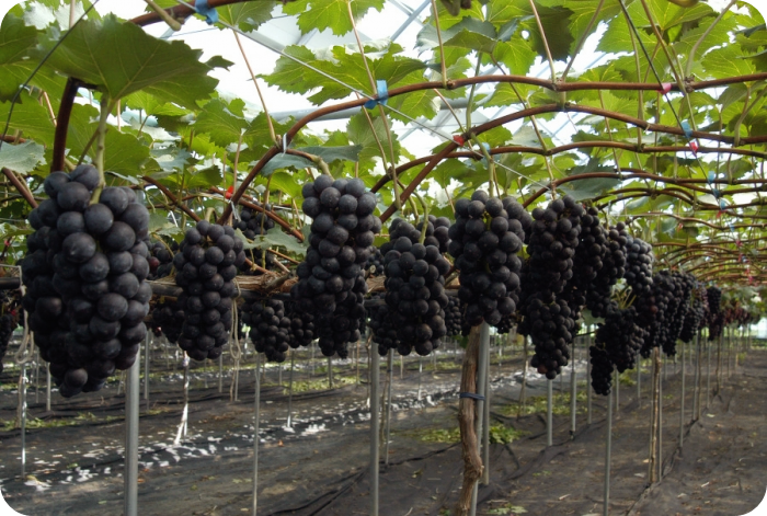 간에-좋은-음식