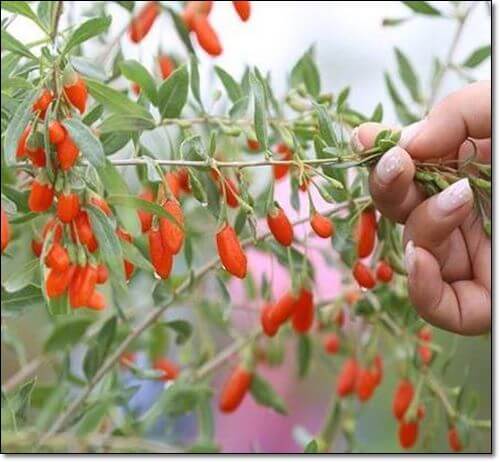 고지베리 따는 여성