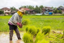 2025년 공익직불금 대상 및 신청 방법