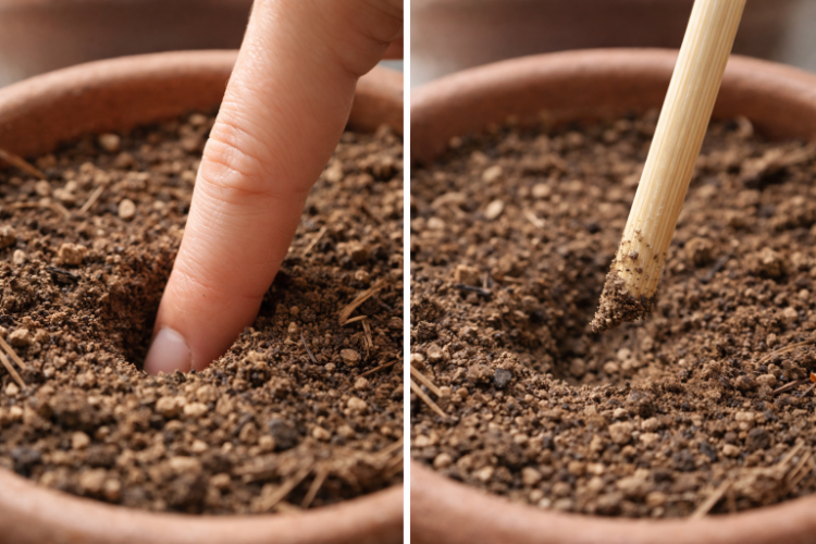 손가락과 젓가락을 이용해 흙 속 수분을 확인하는 겉흙 체크 방법
