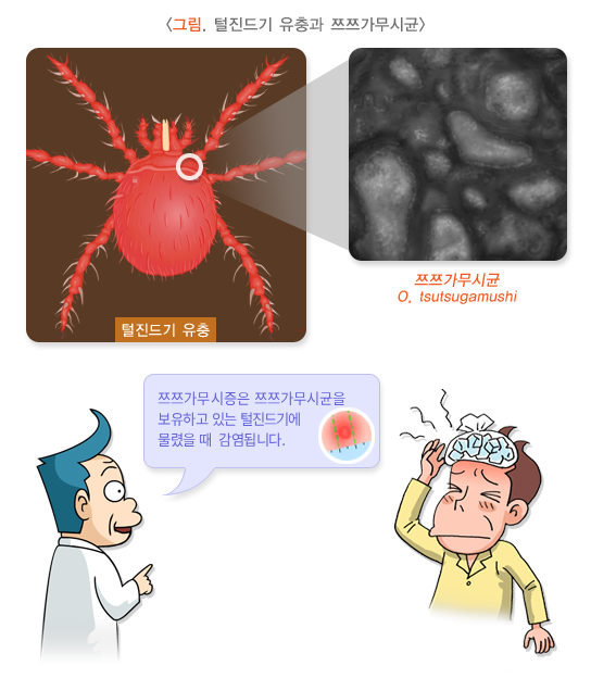 털진드기