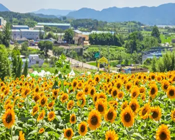 강주 해바라기 축제_6