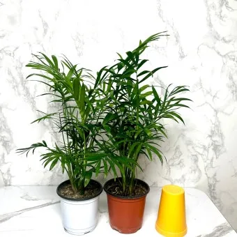 햇빛 부족 해결 식물등추천 설치위치 시간대 초보도 쉽게 적용_3