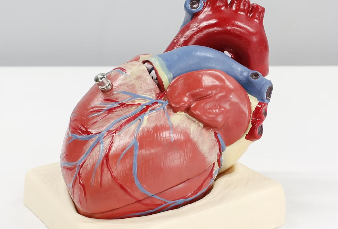 칼슘 부족 증상