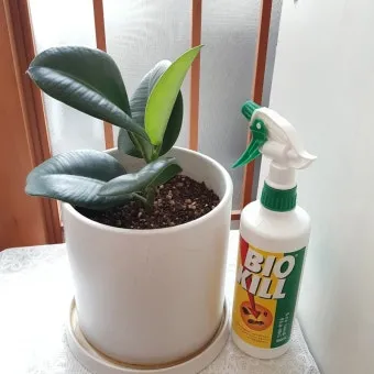 화분 뿌리파리 생기는 원인과 퇴치법 완벽 정리_19