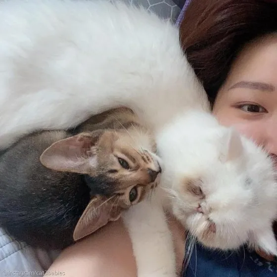 고양이가 집사를 사랑할때 하는 행동_4