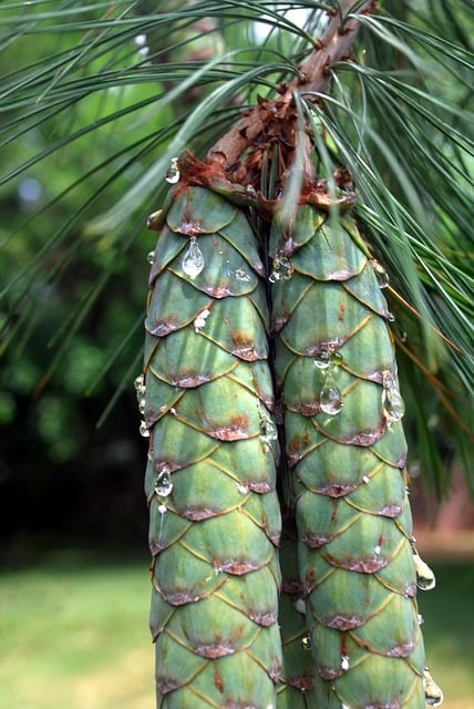 고로쇠물 6가지 효능 및 유통기한 (+ 먹는 방법 당뇨 부작용)