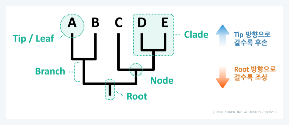 계통수의 기본 구조