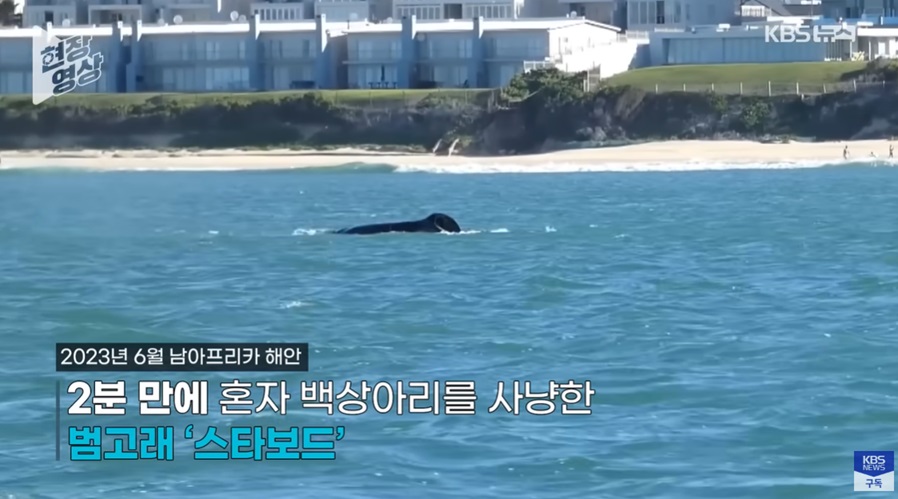 고래의 상어 포식 행위