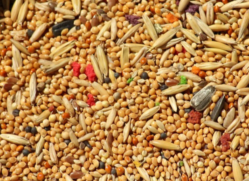 귀리 및 각종 곡물들이 섞여있는 모습