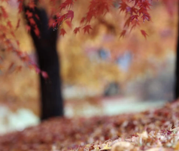 가을에 맞는 글귀