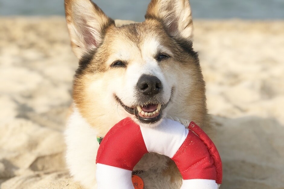 반려동물 해수욕장