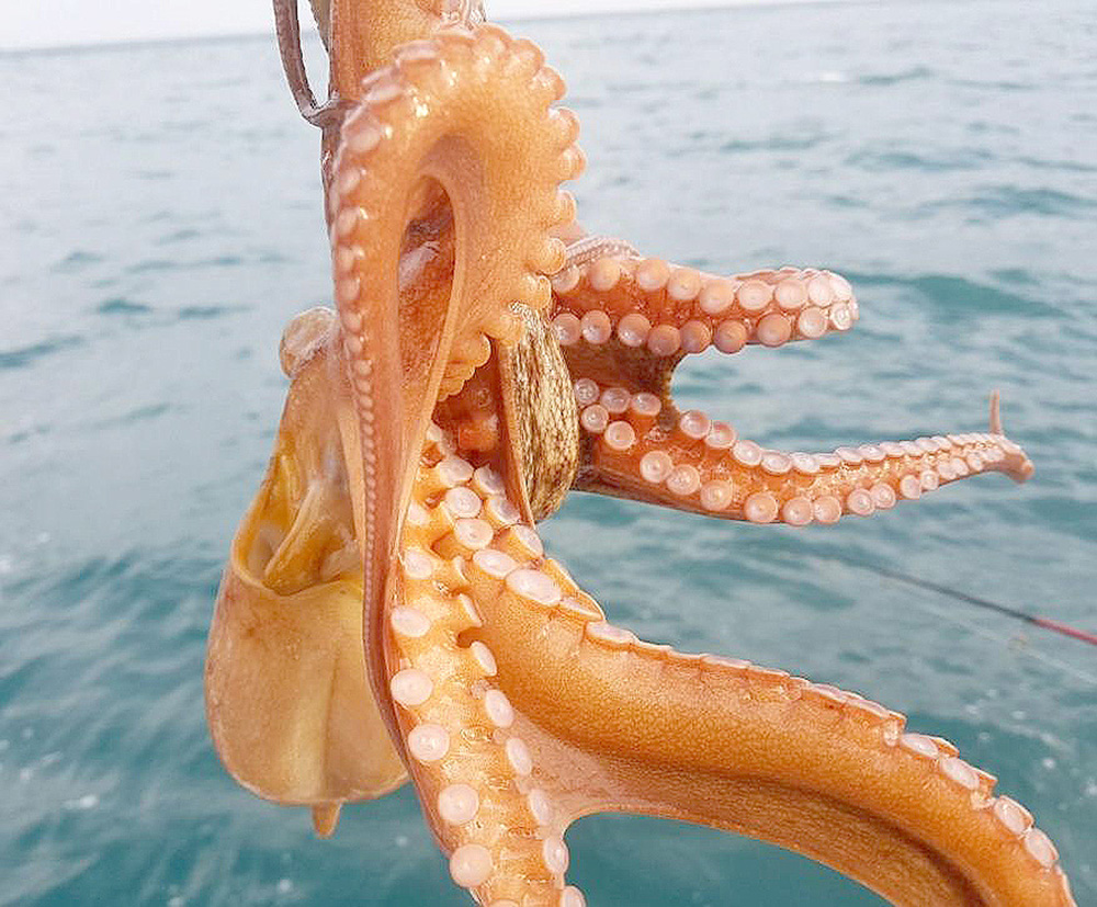 거제도 배낚시 노인과바다