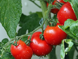 방울토마토 파종 시기와 키우는 방법 알아보기 1