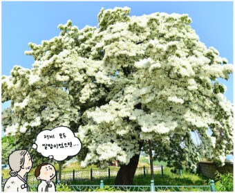 이팝나무