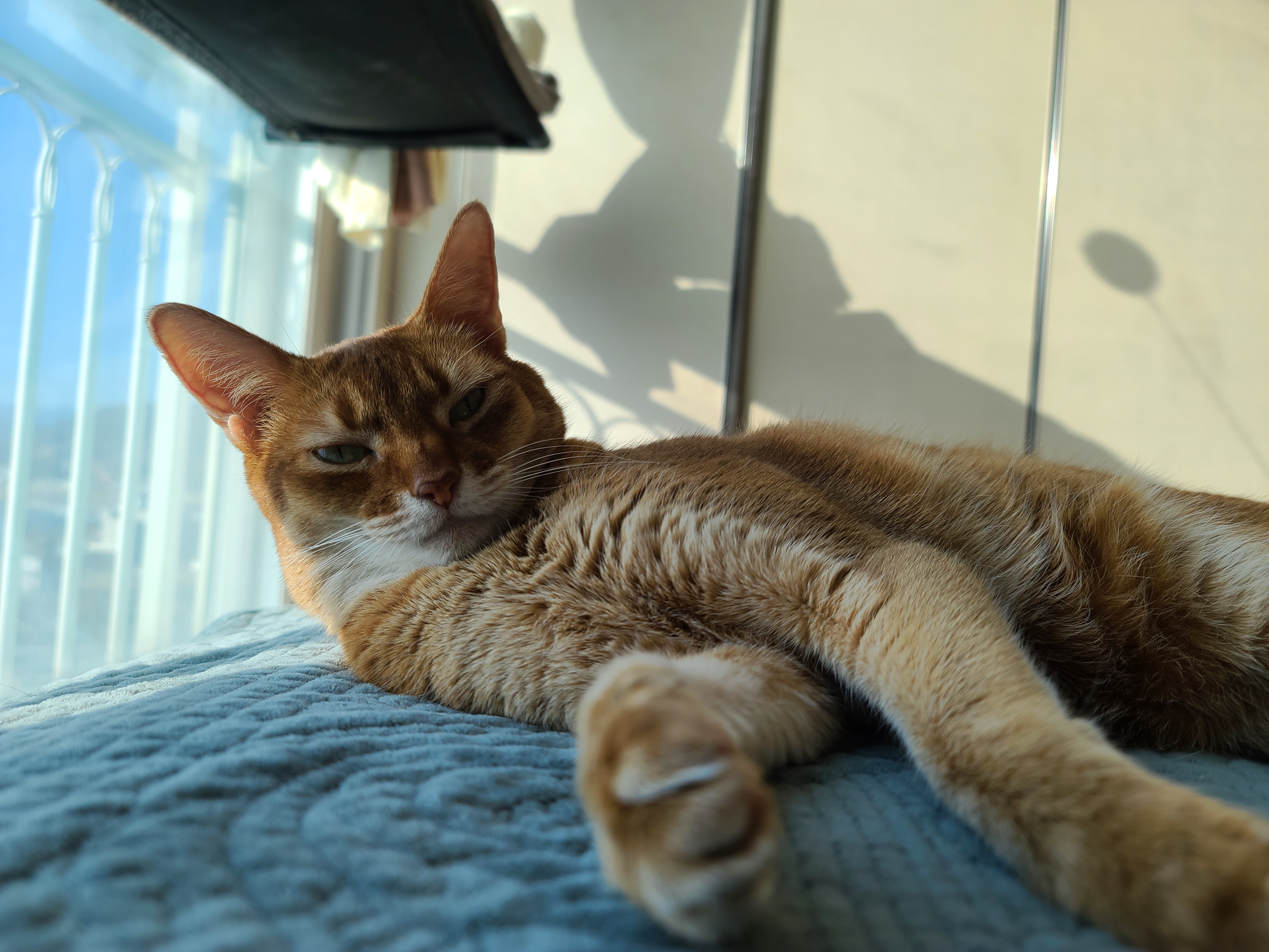 이른 아침 아홉냥이네의 고양이들. 집사가 눈을 떴을때 볼수 있는 사랑스런 고양이들.