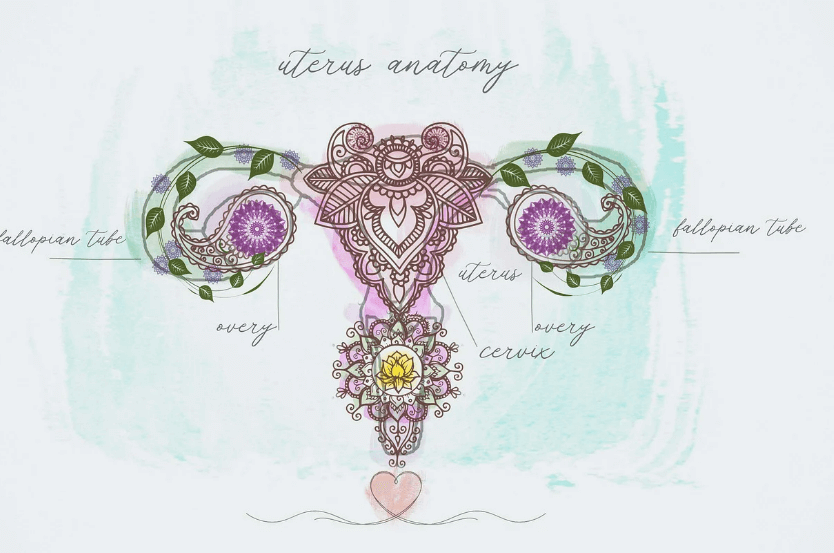 여성 자궁 사진