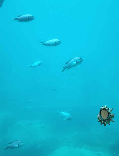 울릉도,독도여행