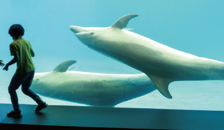 거제 씨월드 관람