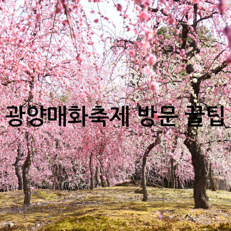 2025년 광양매화축제 & 매화 개화 시기