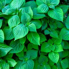 들깨가루다이어트