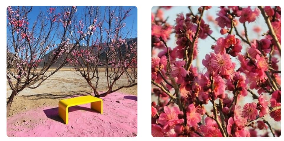 2025 경남 봄 축제❘ 원동명 미나리 축제 ❘ 신선한 봄 미나리와 함께하는 특별한 체험