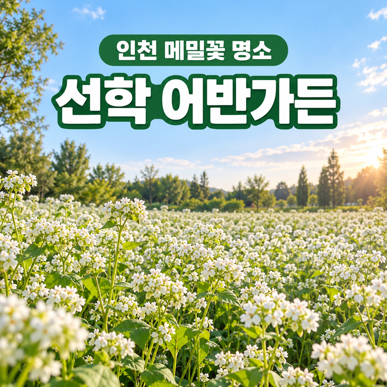 인천 메밀꽃 명소 선학 어반가든 힐링 텃밭｜현재 개화 90%&middot;주차&middot;관람 꿀팁