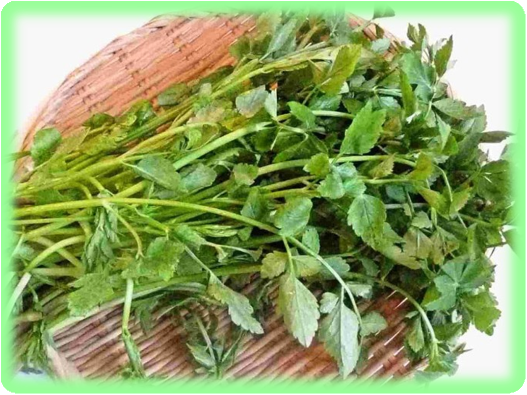 건강에 좋은 미나리