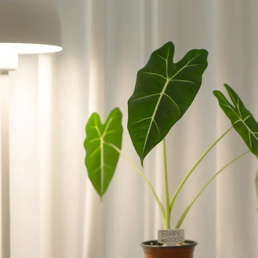 집에서 기르기 쉬운 실내 식물 추천_5