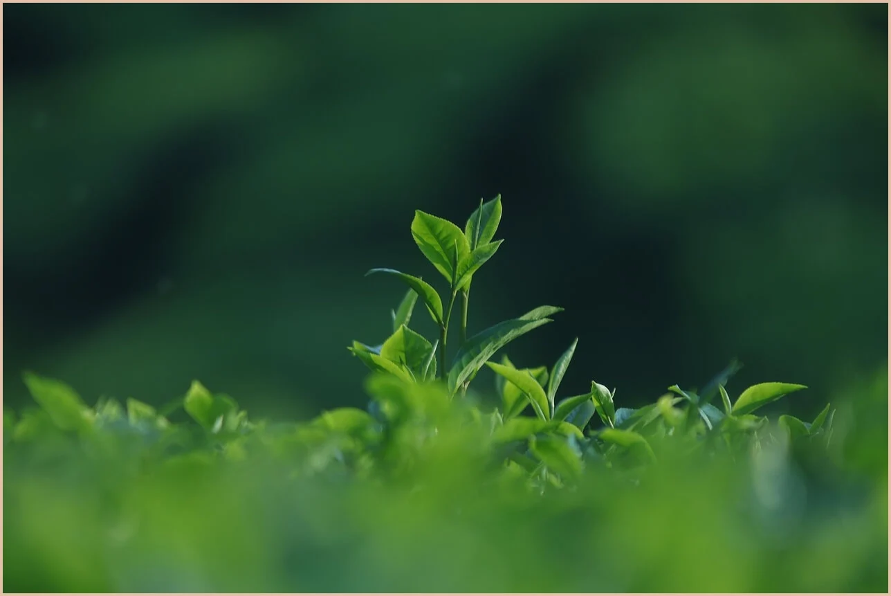 기업은행 정기예금 금리