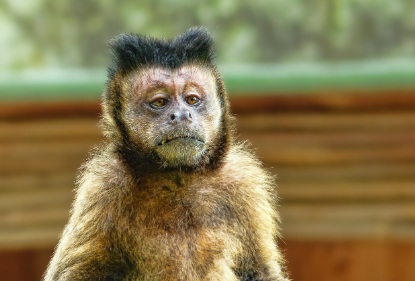 2025년 7월 원숭이띠(생년별) 운세