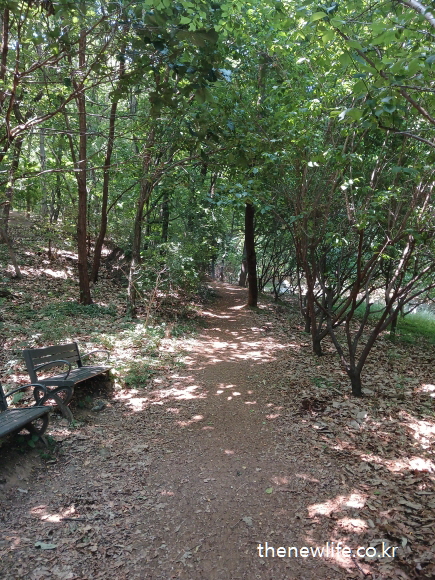 A peaceful forest trail with a wooden bench under the shade, ideal for summer walks to recover from air-conditioning fatigue.- 냉방병 증상 회복을 돕는 숲속 산책길, 그늘 아래 벤치가 있는 조용한 오솔길 풍경