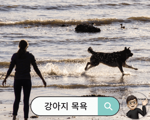 바다에서 뛰어 노는 물에 젖은 강아지