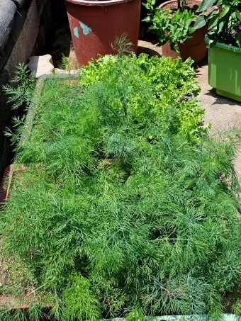 딜 재배 파종 간격 화분 키우기 잎과 씨앗 활용_4