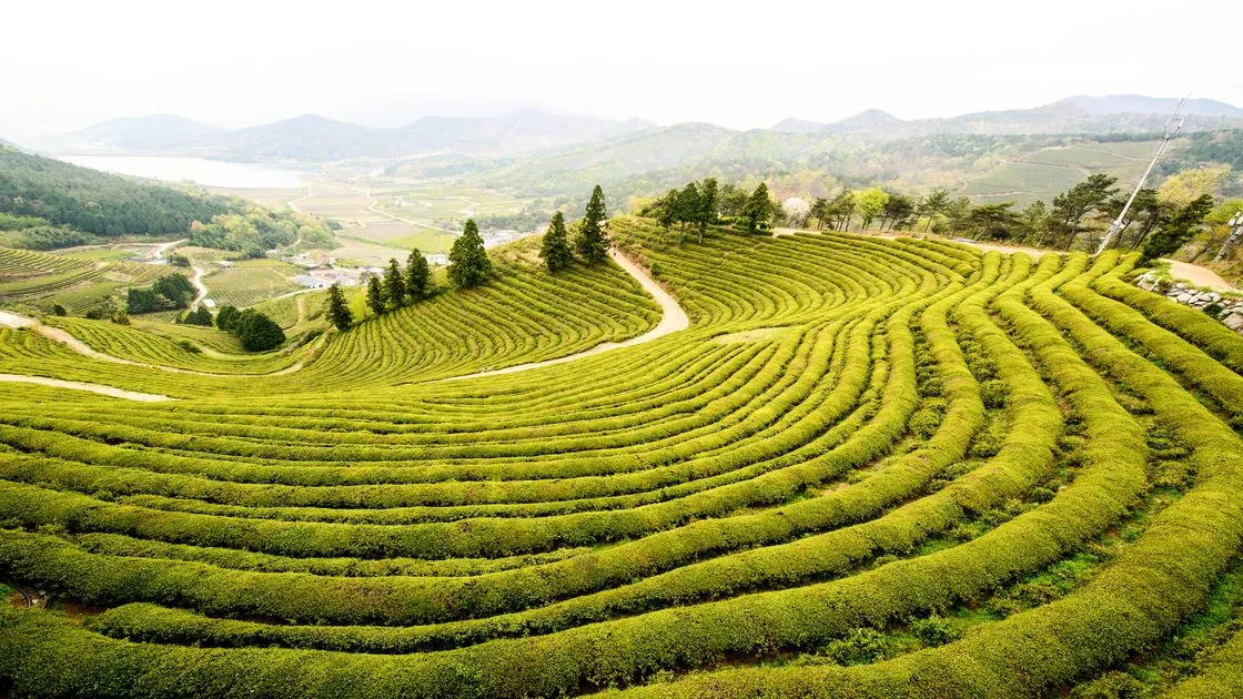 보성 녹차밭 대한다원 입장료 주차 코스 정보 총정리_8