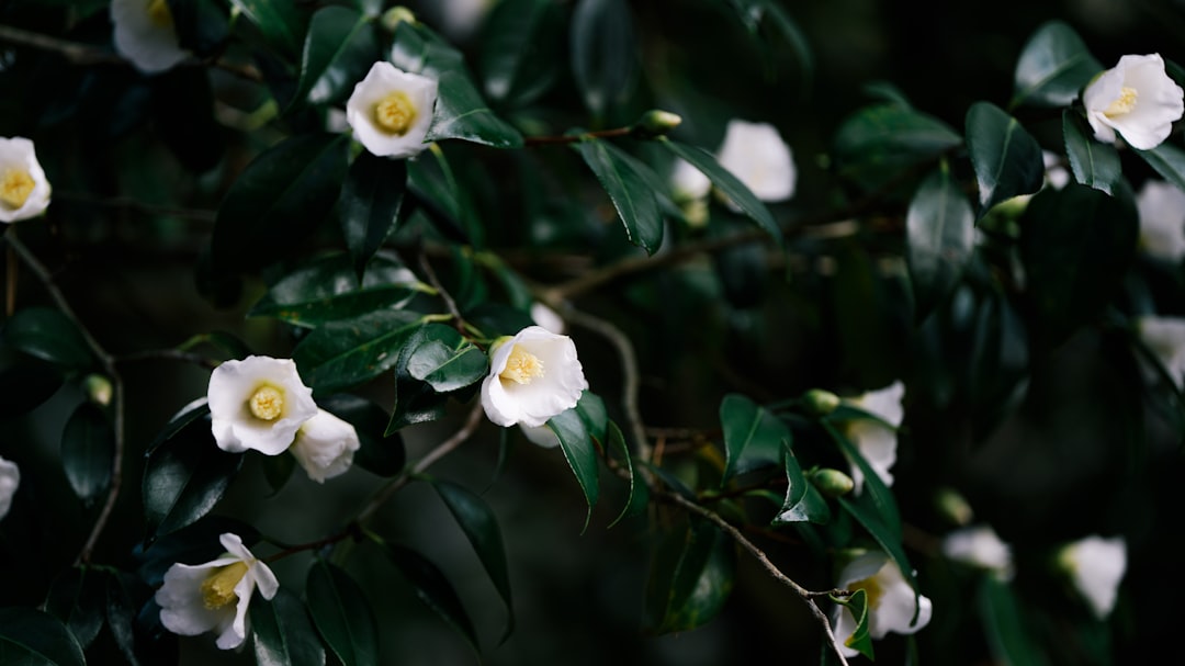Camellia