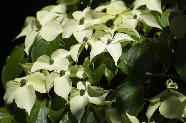 아침고요수목원