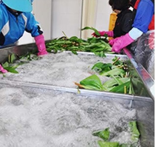 생생정보 수확의 달인 강원도 홍천 오대산 봄철 대표 봄나물 산마늘 주문방법 미쁨농장 산마늘 구매방법