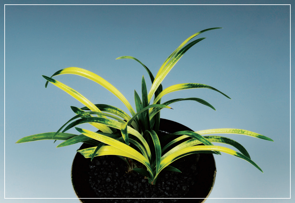 서호반 『은하수』