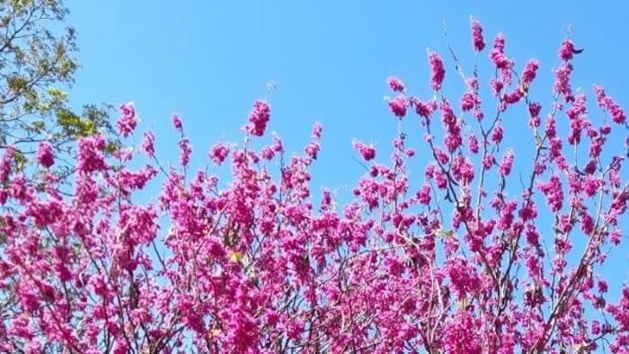 박태기나무-자형화-꽃-피는시기-개화시기-꽃말