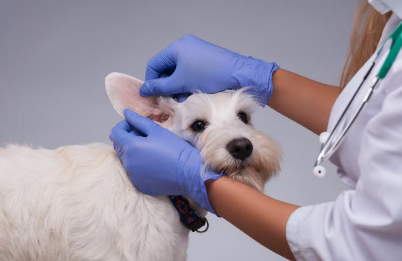 귀를 진료중인 강아지