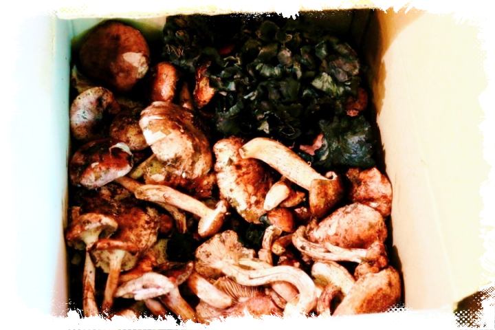 생생정보-제1455회-자연산-능이-버섯-전골-충북-영동-맛집-위치-05