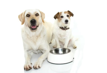 반려견을 위한 올바른 개 사료를 고르는 방법.