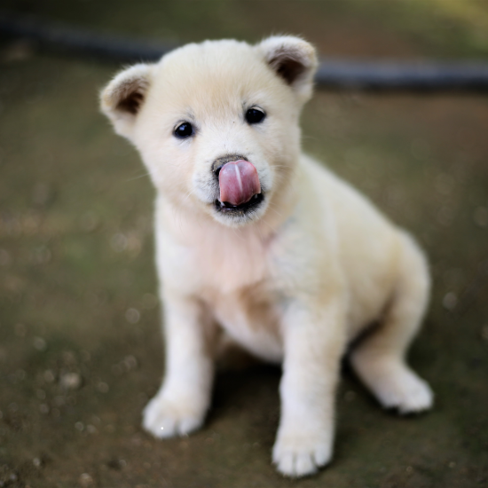 강아지-항문낭의-색깔이-말해주는-건강-상태