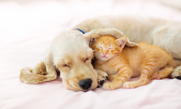 행복한 고양이 관련사진