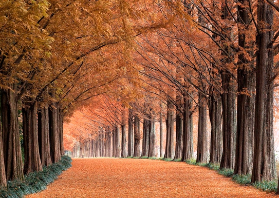 메타세쿼이아길