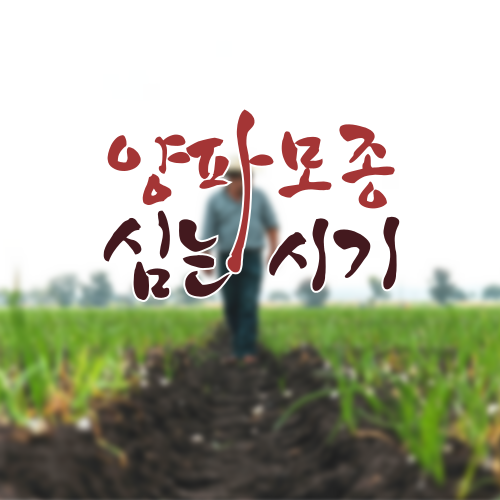 양파모종심는시기