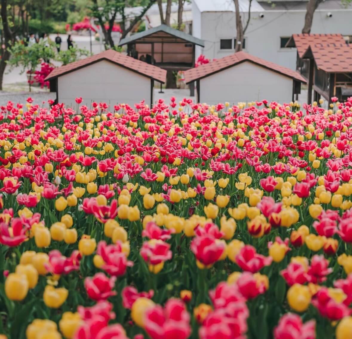 억만송이 봄꽃대향연 튤립 수선화 축제