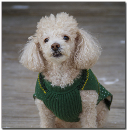 μ·μ μ
κ³ μλ νΈλ€