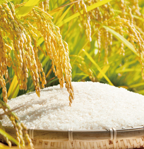 바나듐쌀 가격 효능 원산지 생산지 부작용 하루섭취량 총정리